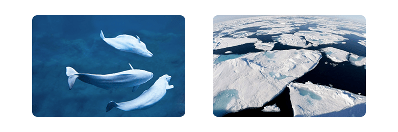 theseafarerskisshavamal2