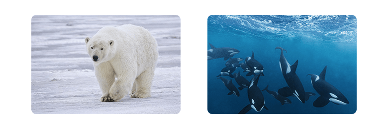 theseafarerskisshavamal3